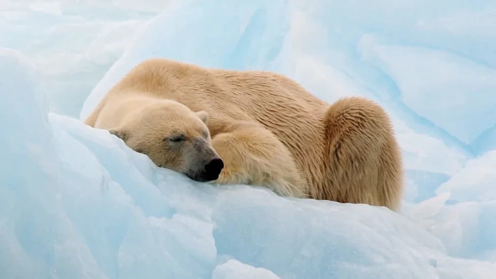 Svalbard: Kazna od $5.255 Zbog Buđenja Uspavanog Polarom Medveda Sirenom Broda