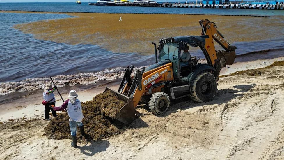 Masovni sargassum na Atlantiku dostiže rekordne razmere — posledice za plaže, turizam i surfovanje