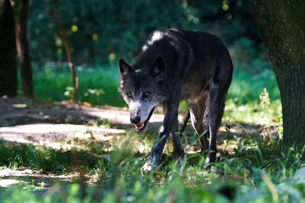 Viralni snimak vuka iz Danske — ne mora da znači agresiju, upozorava kreatorka
