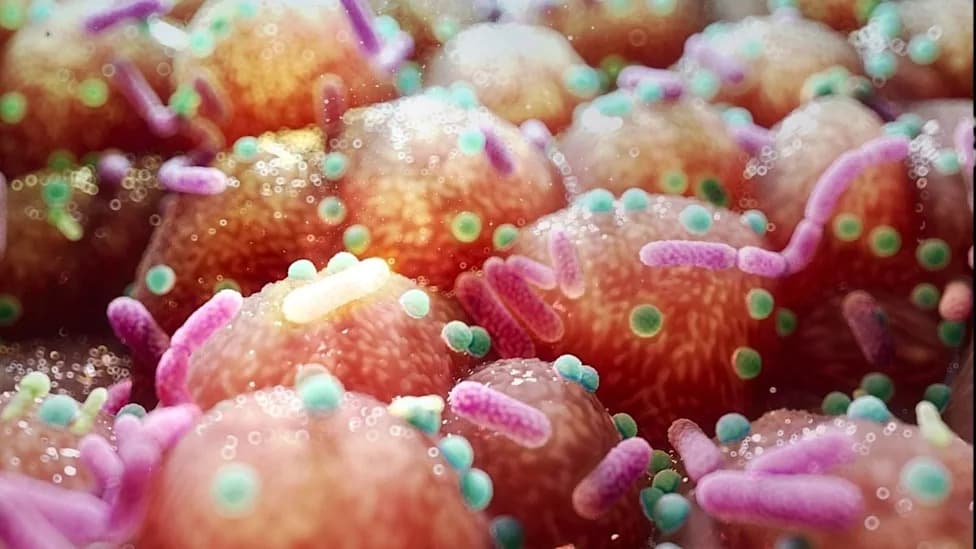 Crevne bakterije i Parkinson: Mogu li B‑vitamini ili transplantacija stolice usporiti bolest?