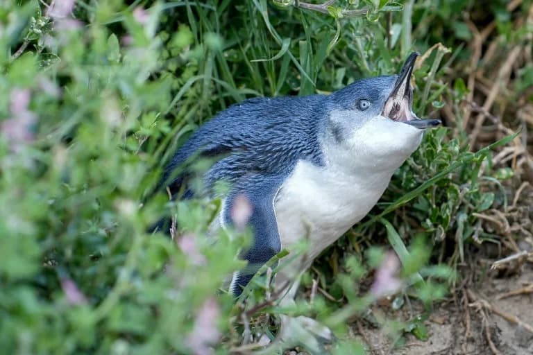 Alarm Na Phillip Islandu: Australija Pokreće Neviđenu Vakcinaciju Malih Pingvina Zbog H5N1