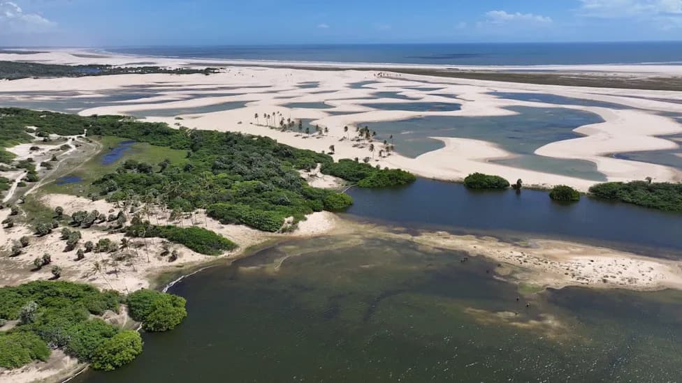 Mala zakrpa prašume u Brazilu otkriva novu vrstu ptice: Chamaeza baturitensis