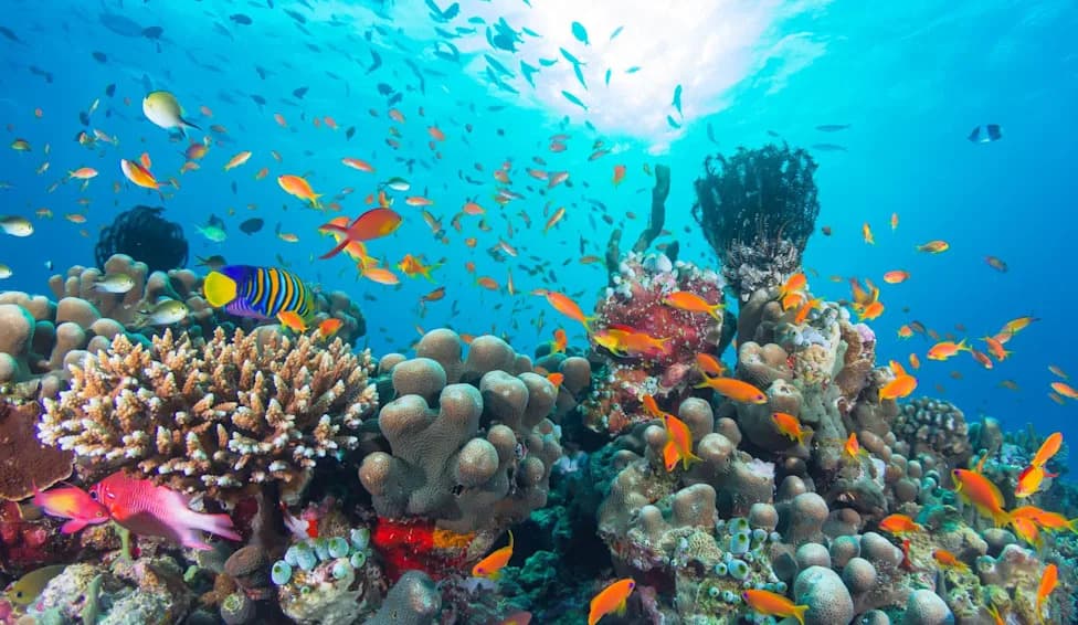 Ocean Census Zabeležio 1.121 Kandidata za Nove Morske Vrste — Tempo Ubrzan 54%