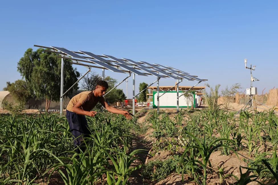 Egipat Testira Agrivoltaiku: Solarne Senke Koje Štede Vodu i Pomažu Usevima