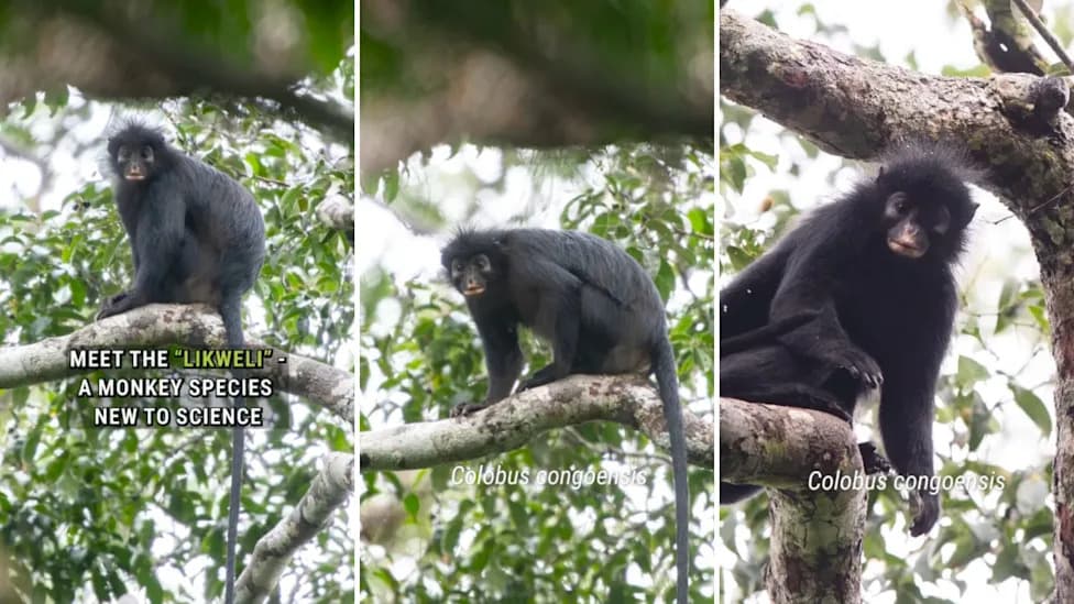Otkrivena Nova Vrsta Majmuna u DR Kongo: Colobus congoensis Potvrđen Nakon Fotografije iz 2008.