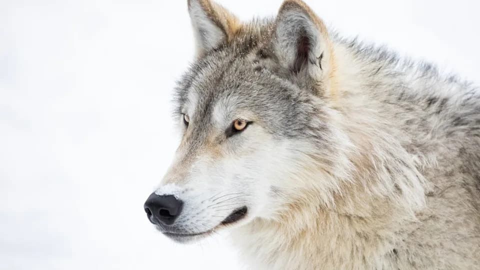 1.311 Kamera i 2 Miliona Slika: Da Li Se Populacija Sivog Vuka U Michiganovom Upper Peninsula Oporavlja?