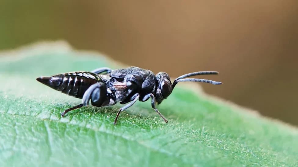 Pet Novih Vrsta Osa Otkriva Skriveni Biodiverzitet Kipra