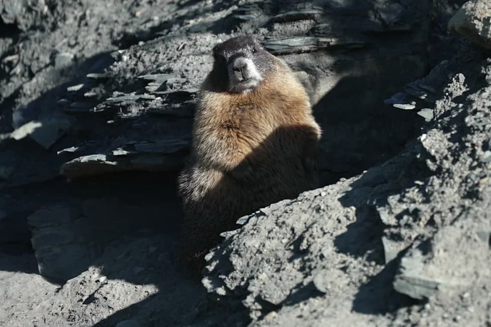 Pomaknite medvede: 'Fat Marmot Week' ističe marmote, gubitke i krizu finansiranja
