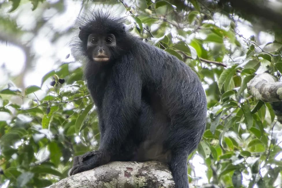 Otkrivena Nova Vrsta Majmuna u Demokratskoj Republici Kongo — Colobus congoensis („Likweli“) Može Biti Ugrožena