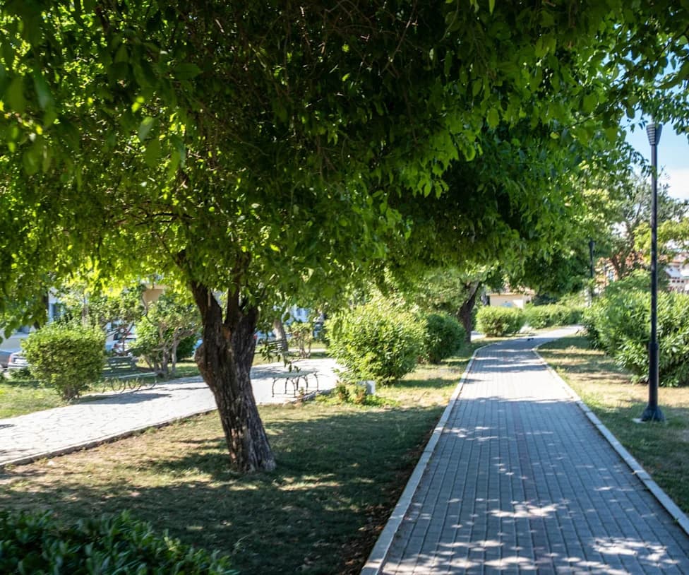 Kad Vrućina Udari: Kako Gradsko Drveće Može Pojačati Prizemni Ozon (Studija iz Pekinga)