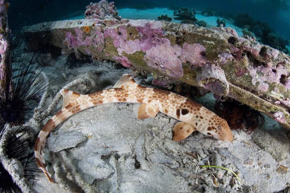 Raja Ampat: Retka „hodajuća“ ajkula gotovo ne napušta svoj dom, otkriva novo istraživanje