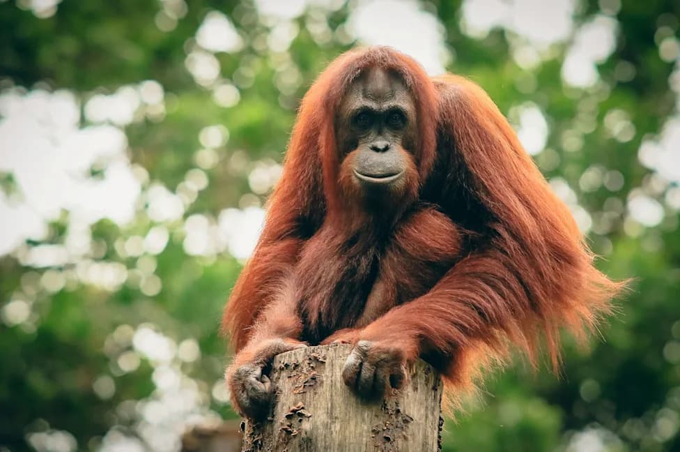 Lažna fotografija orangutana iz Malezije upozorava na opasnosti AI-generisanih slika divljih životinja