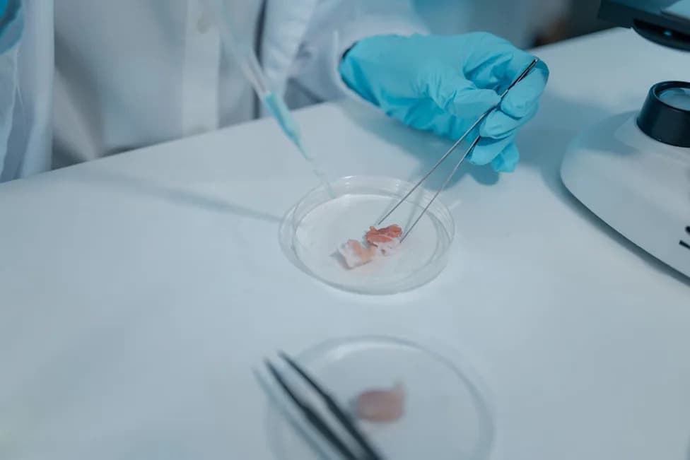Velika Britanija Ulaže £22M U Organoide Da Smanji Testiranje Na Životinjama