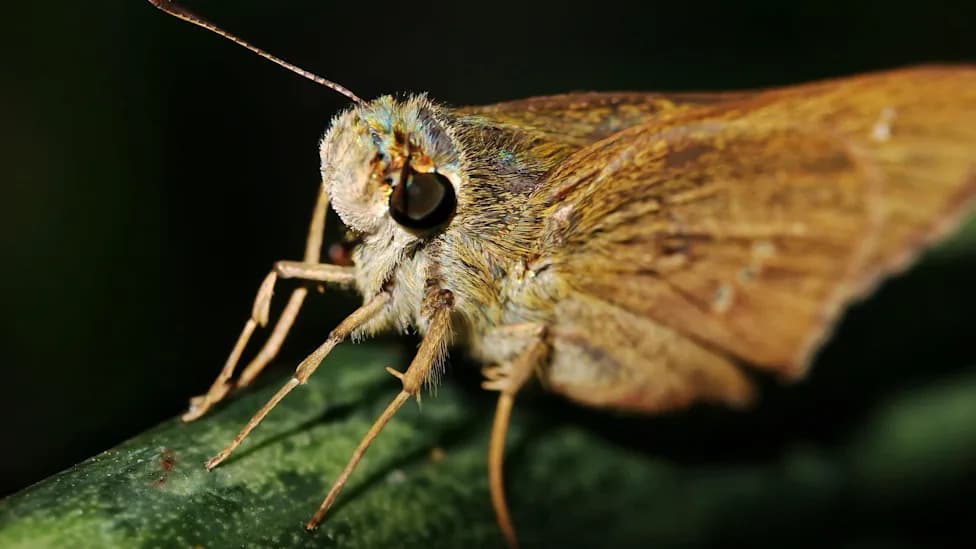 Poweshiek Skipperling Se Vraća: Leptir Koji Je 2022. Imao Manje Od 10 Jedinki Ponovo Naseljen