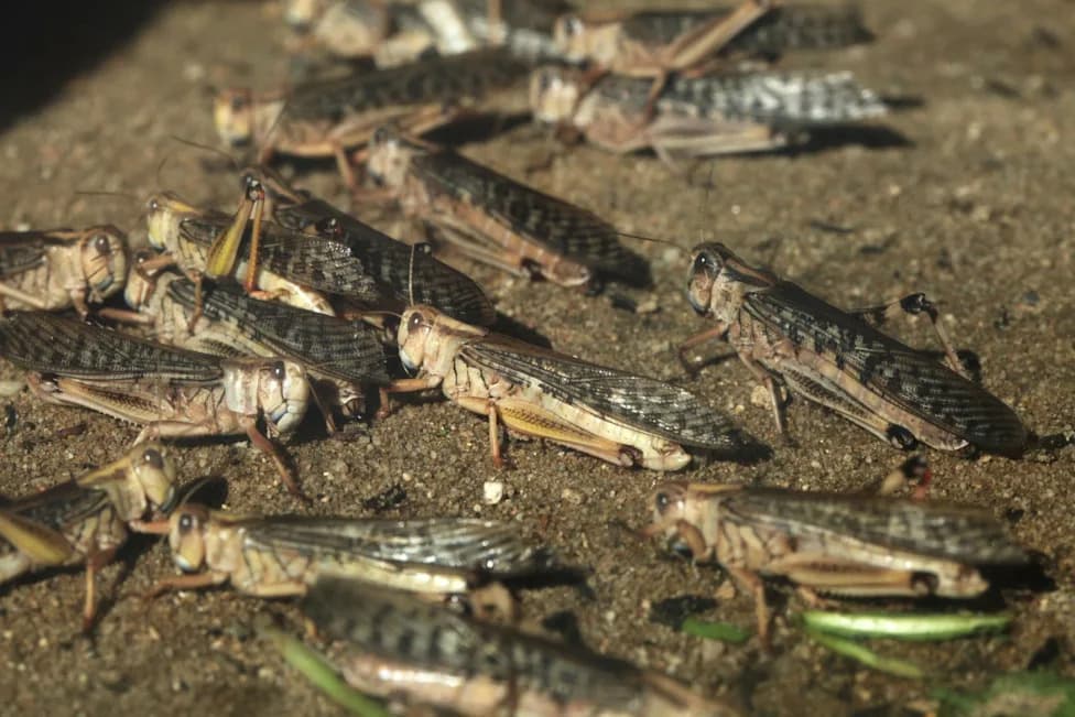 Skakavci Mogu „Nanjušiti“ Trajne Hemikalije u Vodi — Put Ka Prenosivim PFAS Senzorima