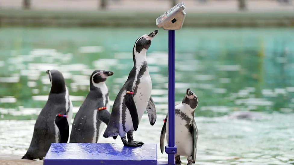 10.000 Životinja Na Vagi: Kako London Zoo U avgustu Mere Težinu Za Globalnu Bazu ZIMS