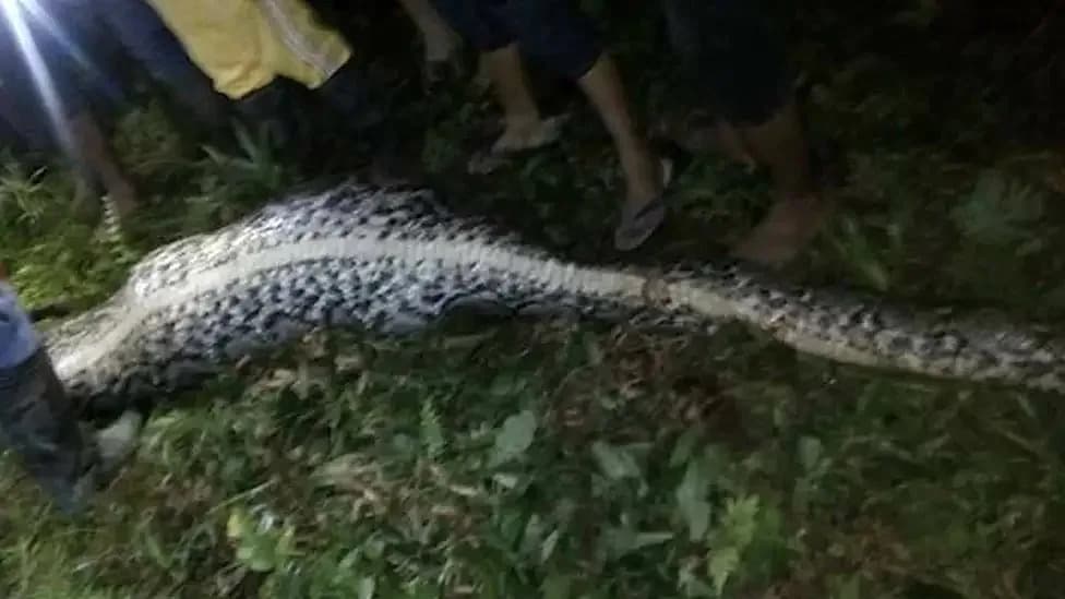 Muškarac Pronađen Unutar Oko 7‑Metarskog Retikuliranog Pitona — Tragedija u Severnom Maluku