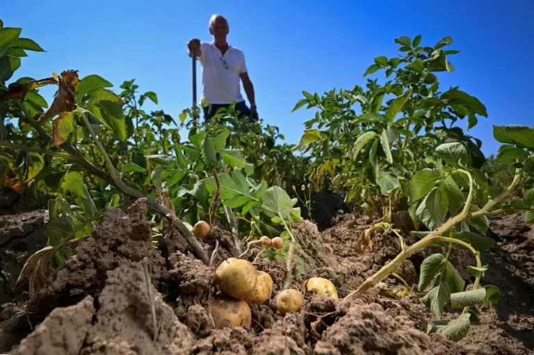 Suša Ugrozila Belgijski Pomfrit: Krompiri Za Pomfrit Previše Mali, Cene Mogu Rasti