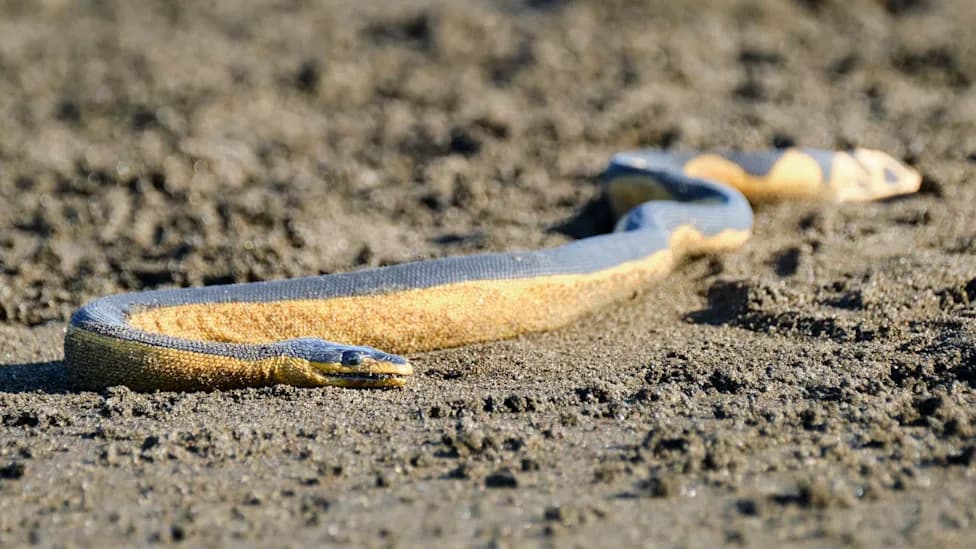 Super El Niño mogao bi doneti otrovnu žuto-trbušnu morsku zmiju na obale Južne Kalifornije