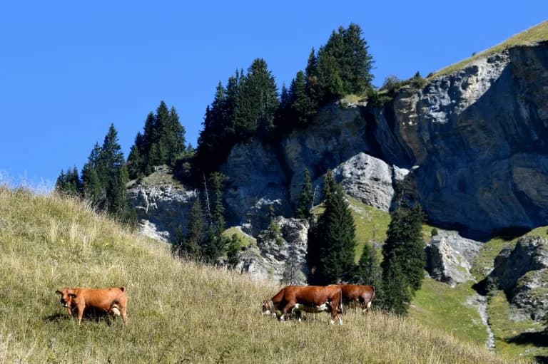 Francuska Popušta Pravila Za Sir: Suša Primorava Olakšice Za Abondance, Beaufort i Comté