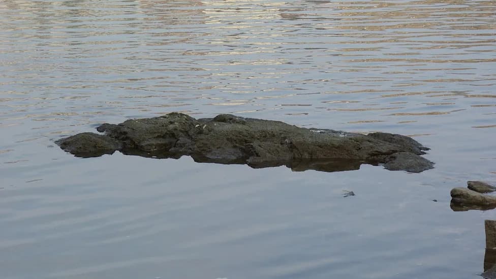 „Stena Gladovanja“ izronila u Budimpešti — zloslutni znak rekordne suše na Dunavu
