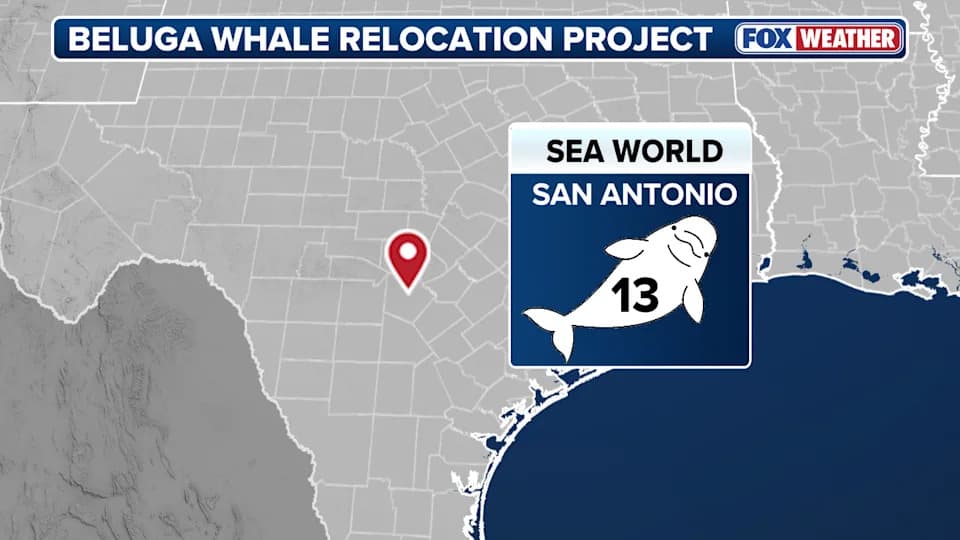 Velika relokacija: 30 beluga kitova iz Marineland Canada raspoređeno u pet akvarijuma