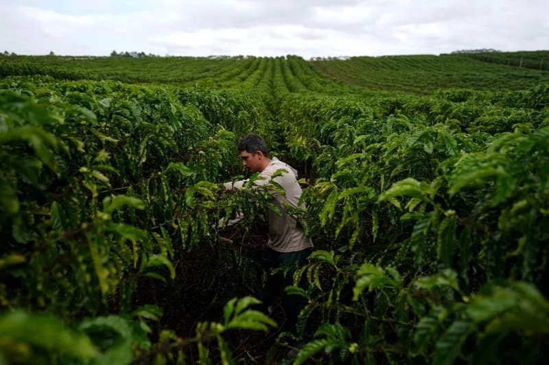 Robusta Nije „Spas“ Od Klimatskih Promena — Nova Studija Razotkriva Mit