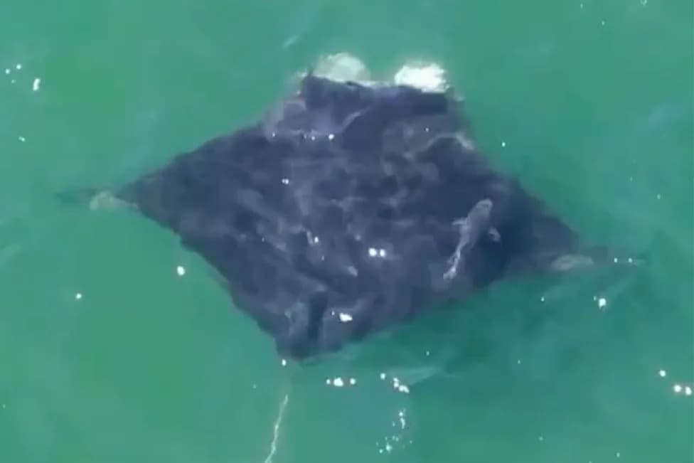 Neobično Blizu: Ogromna Oceanska Manta Primećena Kako Se Hrani Pored Jones Beach-a