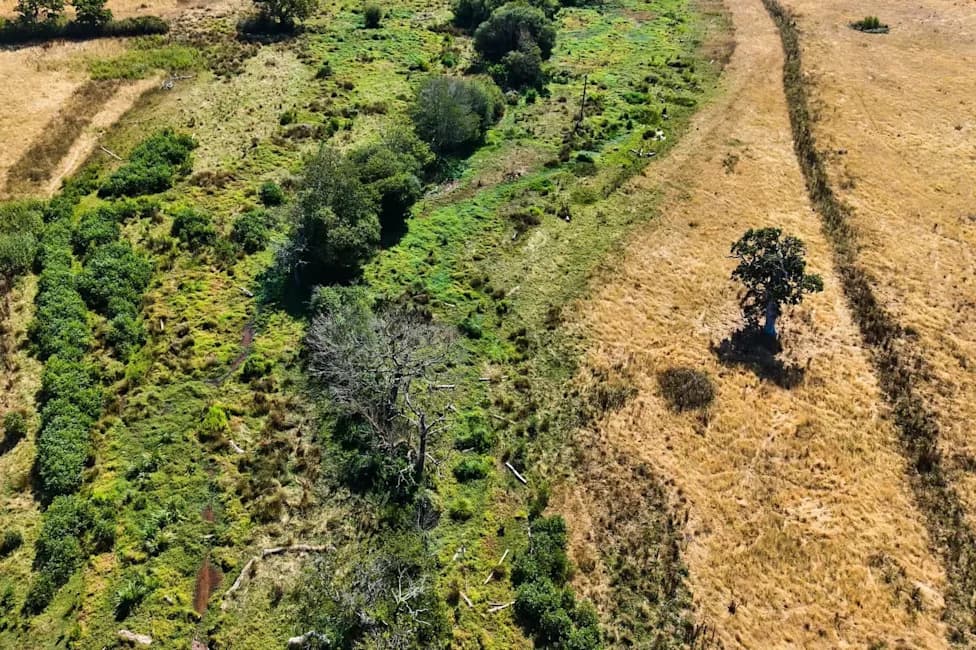 Obnovljene močvare u Holnicoteu ostaju zelene kroz pet talasa vrućine — prirodna infrastruktura protiv suše, poplava i požara