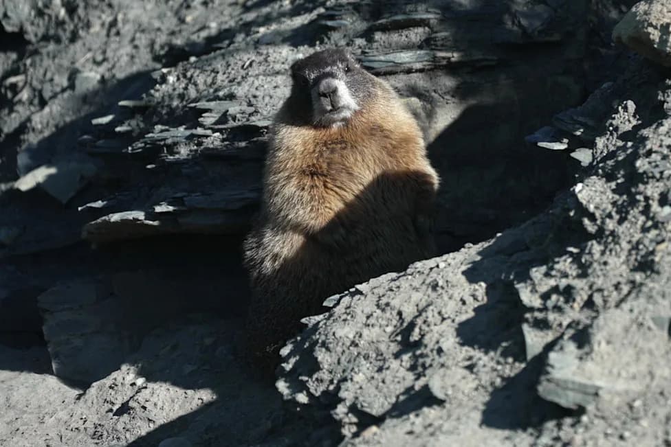 „Ogromna“ Dawn — šampionka prve Nedelje Debelih Marmota