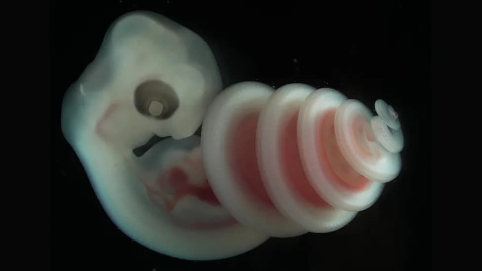 Zašto se embrioni zmija uvek uvijaju udesno? Naučnici otkrili mehaniku spirale