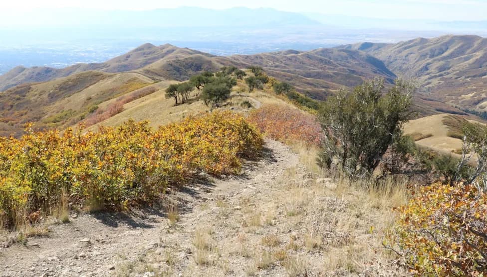 Studija: Klimatske Promene Više Od 4 Puta Povećale Rizik Od Snehovne Suše U Regionu Greater Yellowstone