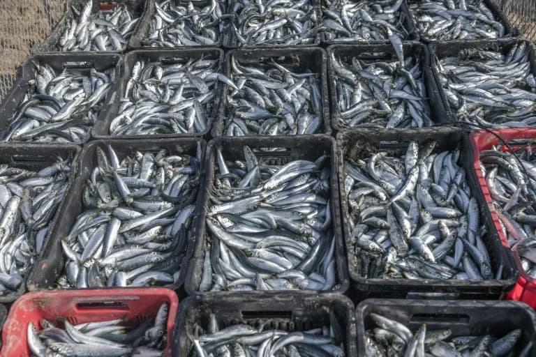 Smrtonosni virus preti sardinama: Hiljade uginulih riba izbačeno na obalu Južne Afrike