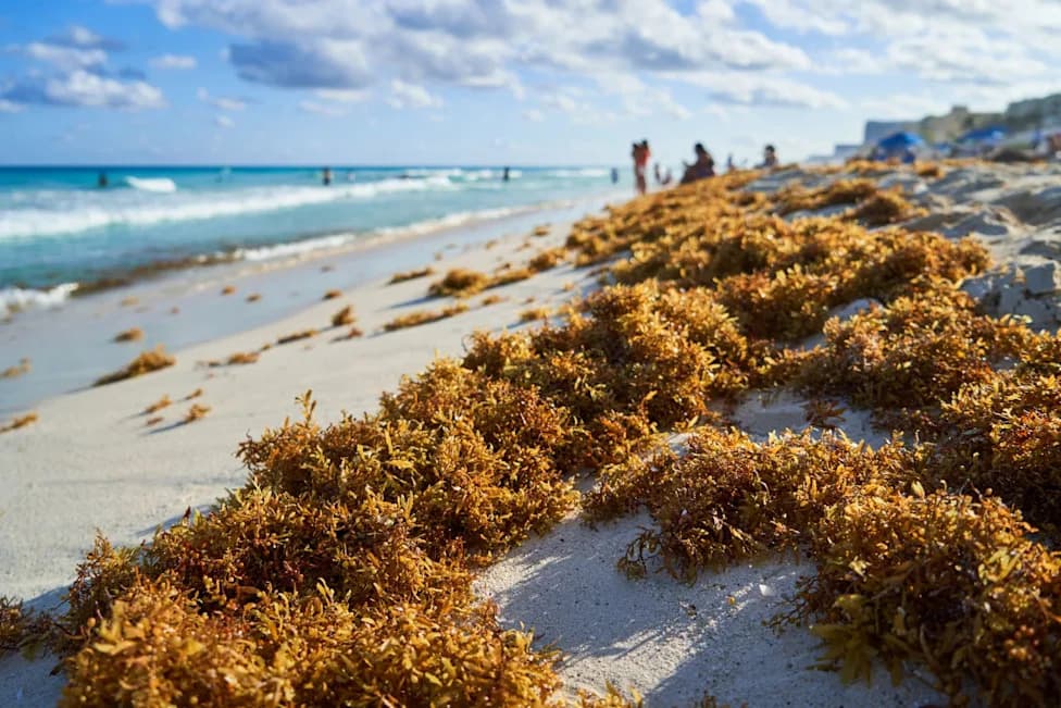 Miami‑Dade Uklonio Rekordnih 9.000 Tona Sargasa U Julu — Plaže Južne Floride Pod Opsadom