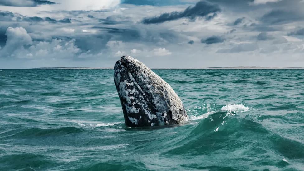 Pad Populacije Sivih Kitova Za Oko 50% Pokreće Tužbu Protiv NOAA — Aktivisti Traže Povratak Federalne Zaštite
