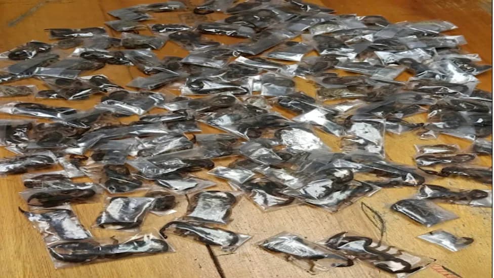 Uhapšen Putnik Na Aerodromu Kejptaun: 150 Živih Otrovanih Škorpija U Koferu