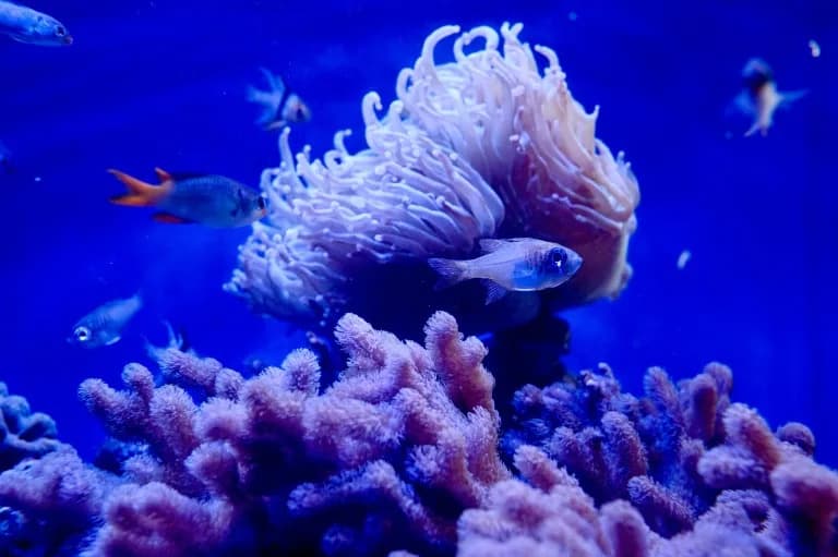 Palau Traži Jedinstven Pacifički Odgovor Nakon Julskog Kineskog Testa Interkontinentalne Rakete