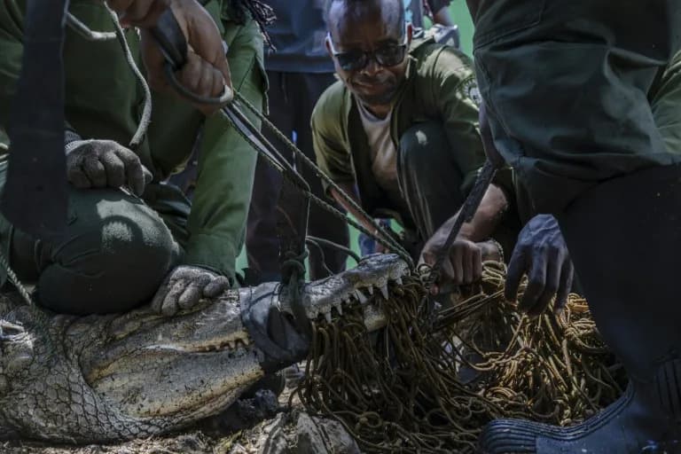 Kenija Pojačava Hvatanje Krokodila Na Jezeru Baringo — Porast Voda Gura Reptile Ka Naseljima