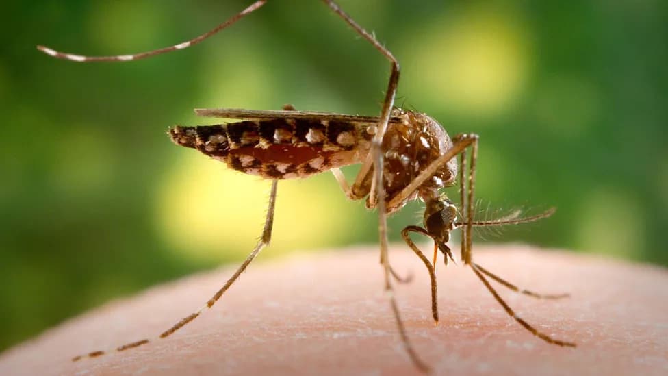 Otkriveno Razmnožavanje Aedes aegypti U Istočnom Londonu — UKHSA: Rizik Nizak, Ali Potrebna Pažnja