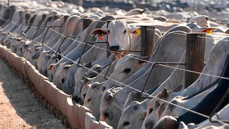 EU Obustavila Uvoz Mesa Iz Brazila Zbog Antibiotika — Šta To Znači Za Sporazum Sa Mercosurom