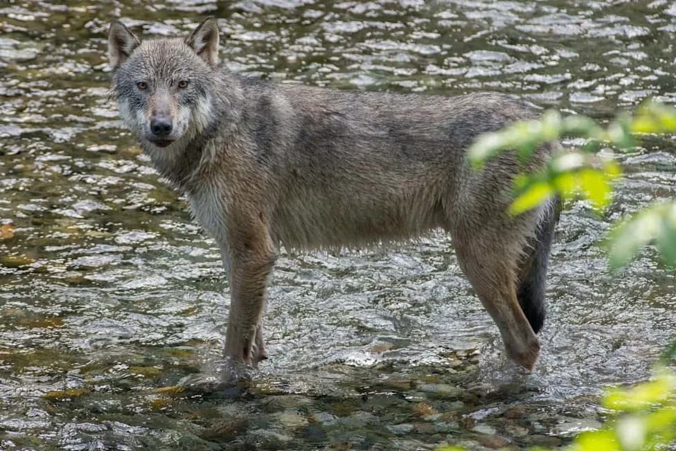 Sivi vukovi počinju da love morske vidre na Aljasci — naučnici tragaju za objašnjenjem