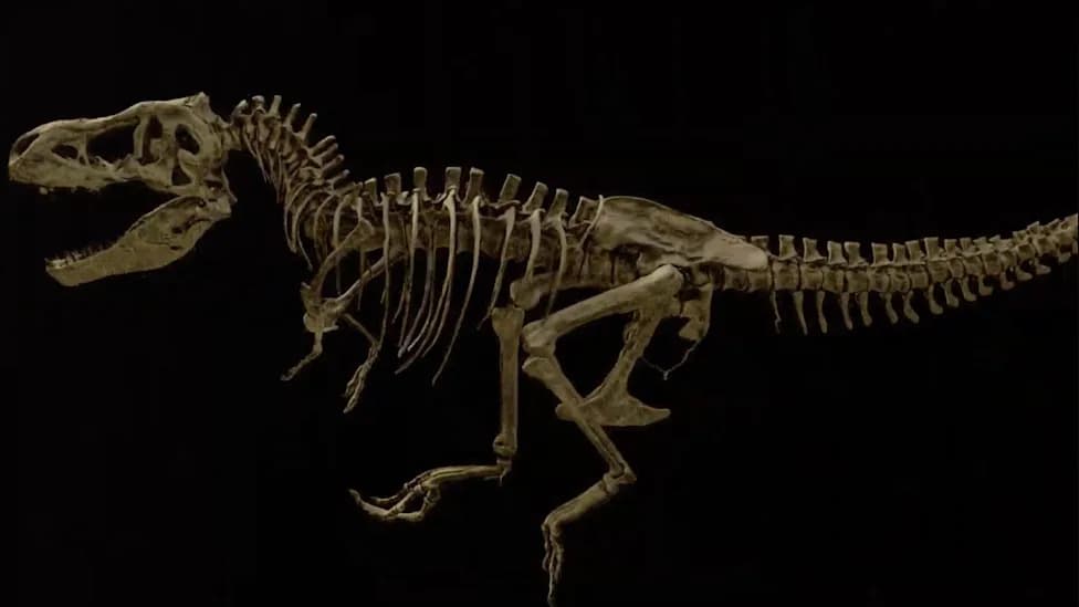 Fosilizovano Mekano Tkivo Otkriva: Najveći Poznati T. rex "Scotty" Verovatno Umro Zbog Slomljenog Rebra