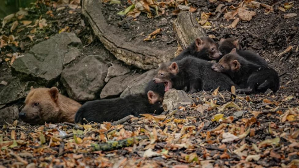 Pet Štenaca Bush-Dogova Rođeno U Chester Zoo — Mladunci 'Cvrkuću' Kao Ptice