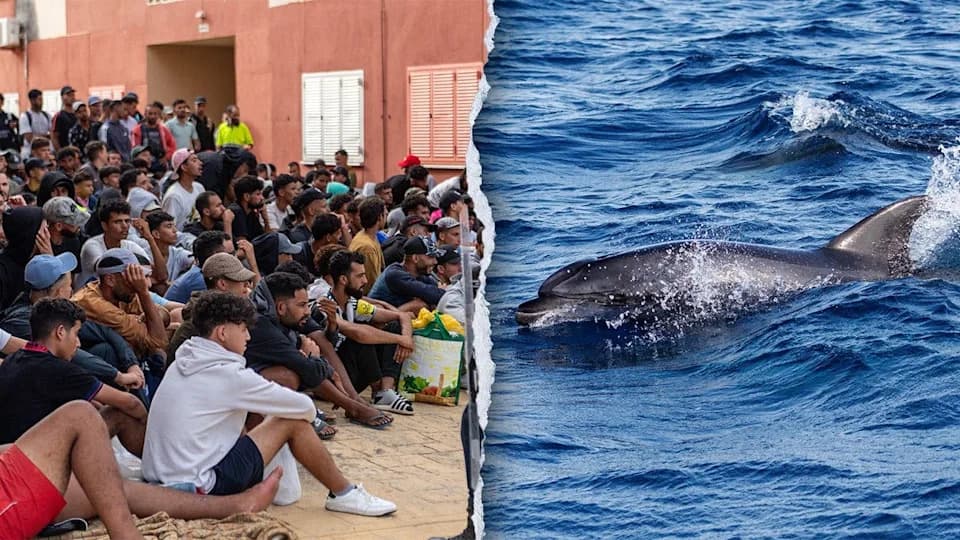 Uznemirujući snimak iz Ceute: migranti navodno pretukli mladunče delfina na plaži