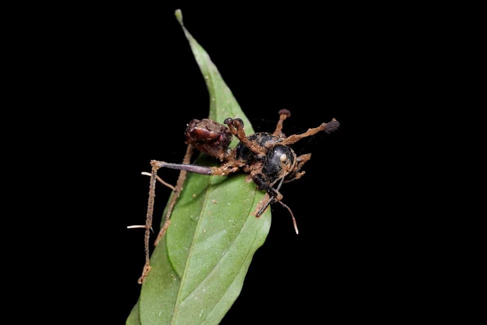 „Zombi‑gljiva“ Ophiocordyceps Pronađena u Mahovini Daleko od "Groblja" Mrava