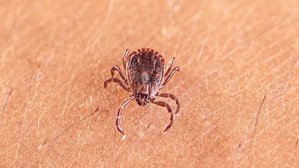 Otkriven novi virus prenosiv krpeljima u Kini — ALTNV povezan sa trombocitopenijom i težim komplikacijama kod ko‑infekcija