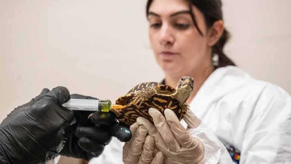 Bronx Zoo Rehabilitovao Više Od 800 Kutija Kornjača Zaplenjenih Na Njujorškim Aerodromima