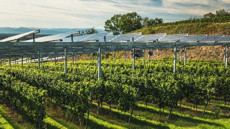 Agrivoltaika Pruža Hlađenje Radnicima i Veće Prineose — Solarni Paneli Iznad Njiva Prave Razliku