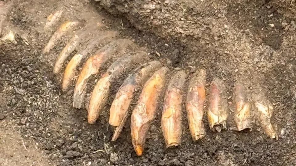 Neobičan neolitski grob kod Wrocława: muškarac s ogrlicom od 42 zuba i dve lobanje