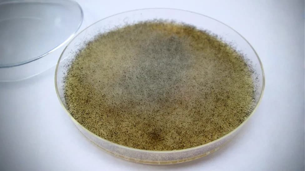 Gljiva U Crevima Mucor racemosus Može Štititi Od Oštećenja Usled Radijacije — Studija Na Miševima